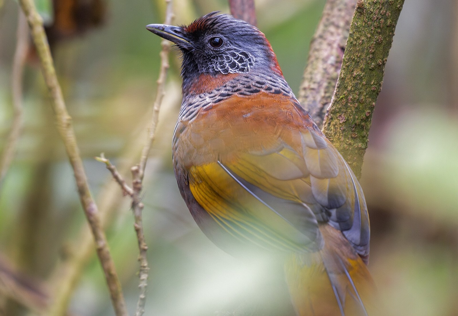 Timáliovec čiapočkatý (Trochalopteron erythrocephalum)