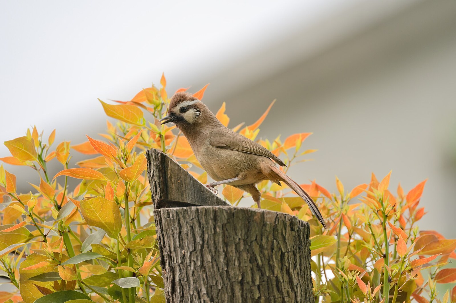 Timáliovec klaun (Pterorhinus sannio)