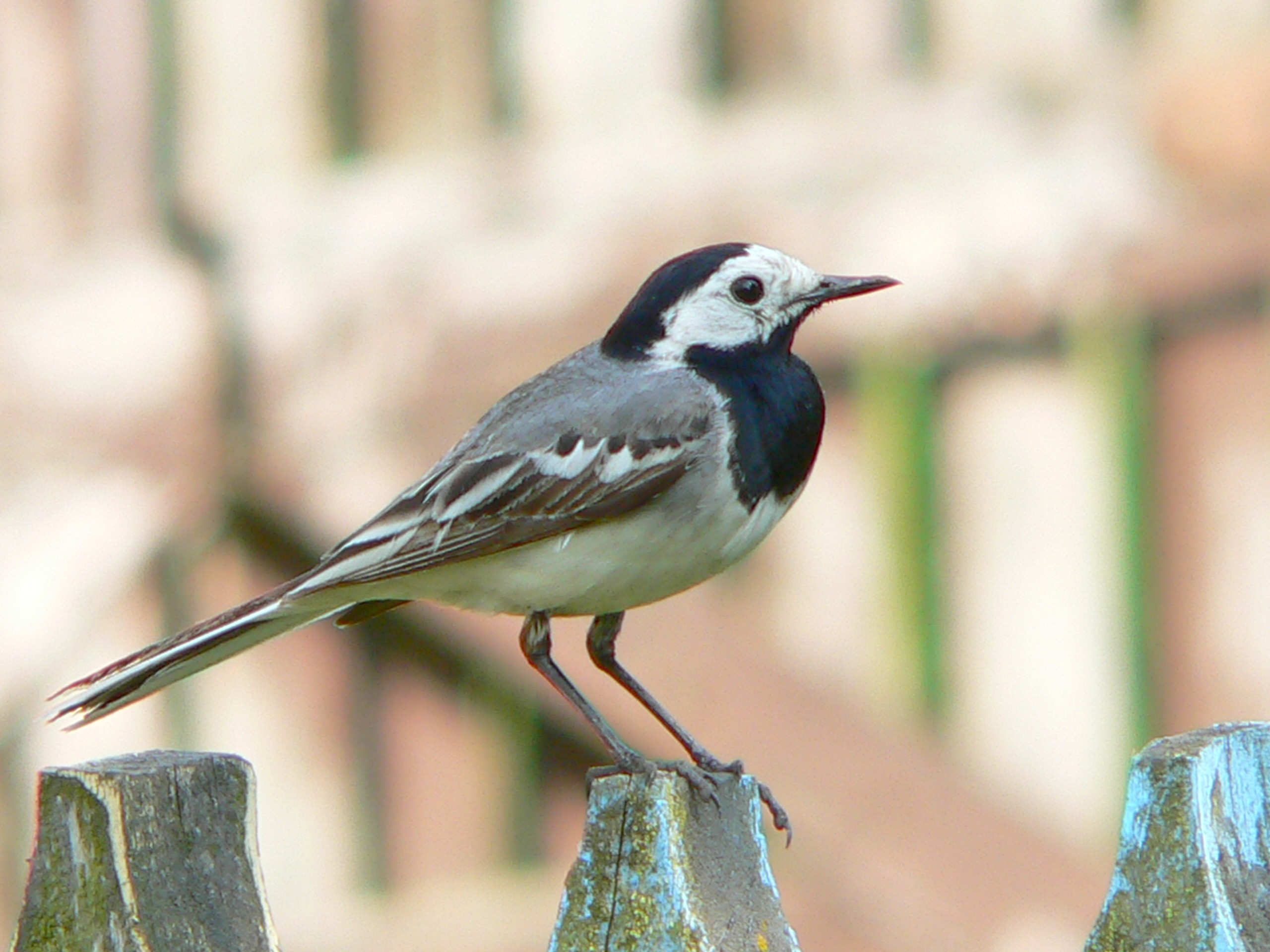 Trasochvost biely — Motacilla alba alba, dospelý samec v hniezdnom plumáži (čierne hrdlo + zadná časť hlavy + sivý chrbát + biele líce), Biebrza National Park Poľsko 2005, foto Artur Mikołajewski CC BY-SA 3.0 Wikimedia Commons