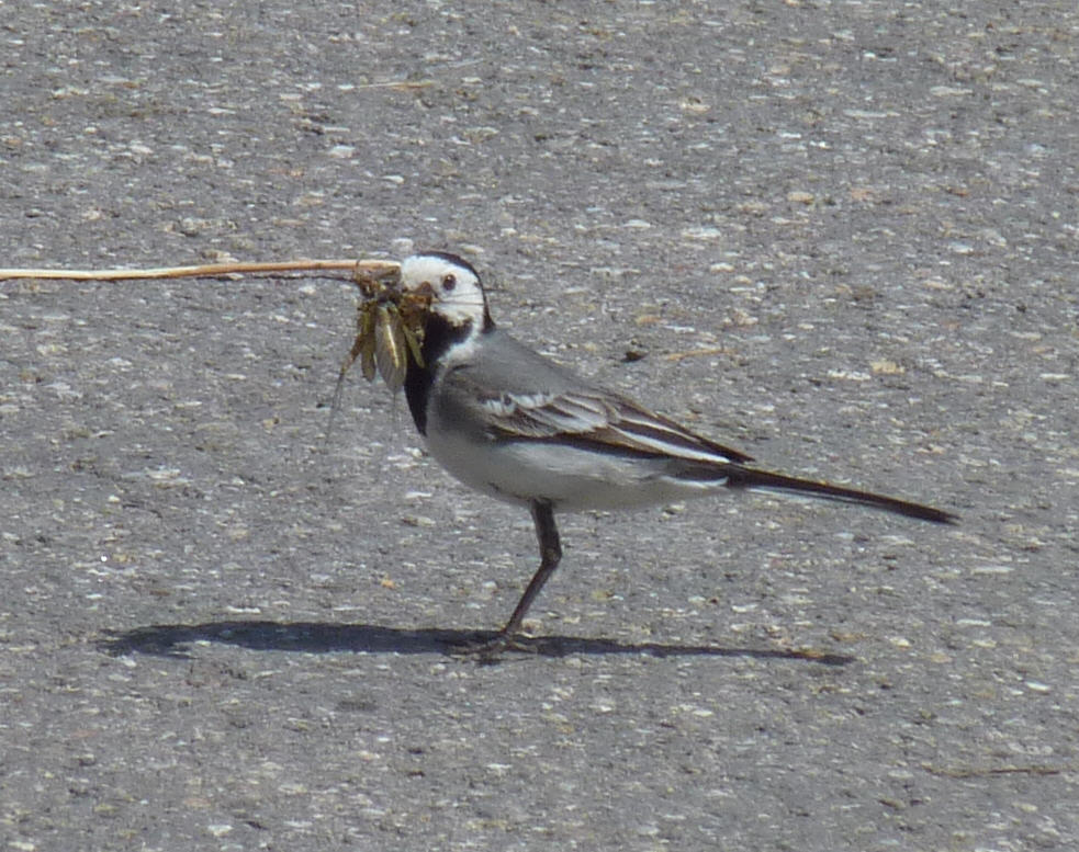 Trasochvost biely (Bachstelze) — dospelý jedinec foragujúci s ulovenou korisťou (typický „flycatcher + ground forager" lov hmyzu), Marbach Gomadingen Nemecko 2011, foto Xocolatl CC0 Public Domain