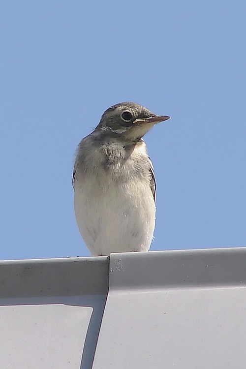 Trasochvost biely — mladý jedinec (juvenile) v 1. roku, sivasto-béžové sfarbenie bez čiernych partií dospelých, Vidnoye Moskovská oblasť Rusko 2007, foto SSsilver Public Domain