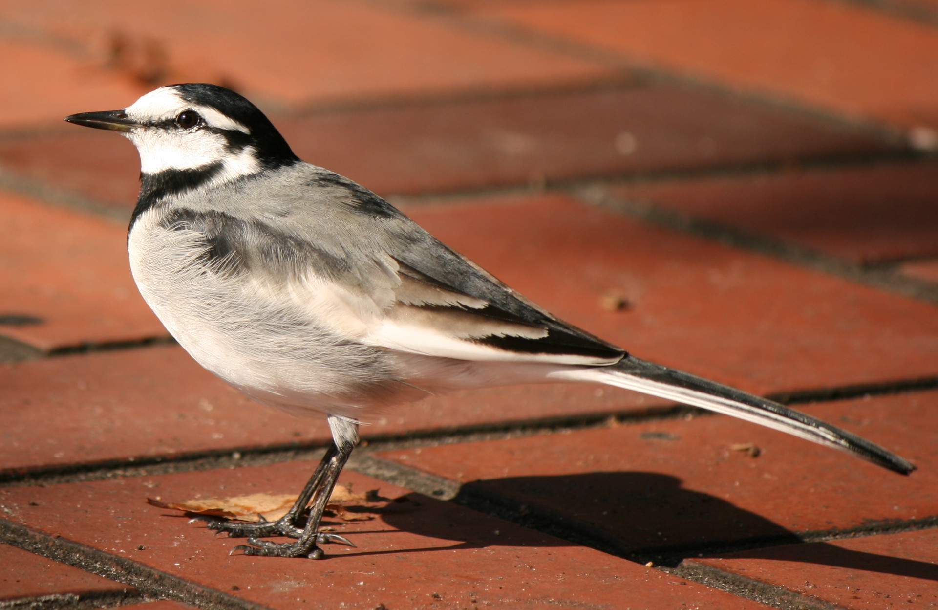 Trasochvost biely — Motacilla alba lugens („black-backed wagtail"), poddruh Japonska/Sachalínu s čiernym chrbátom a väčšou náprsenkou, Hisaya Ōdori Park Japonsko 2011, foto Alpsdake CC BY-SA 3.0