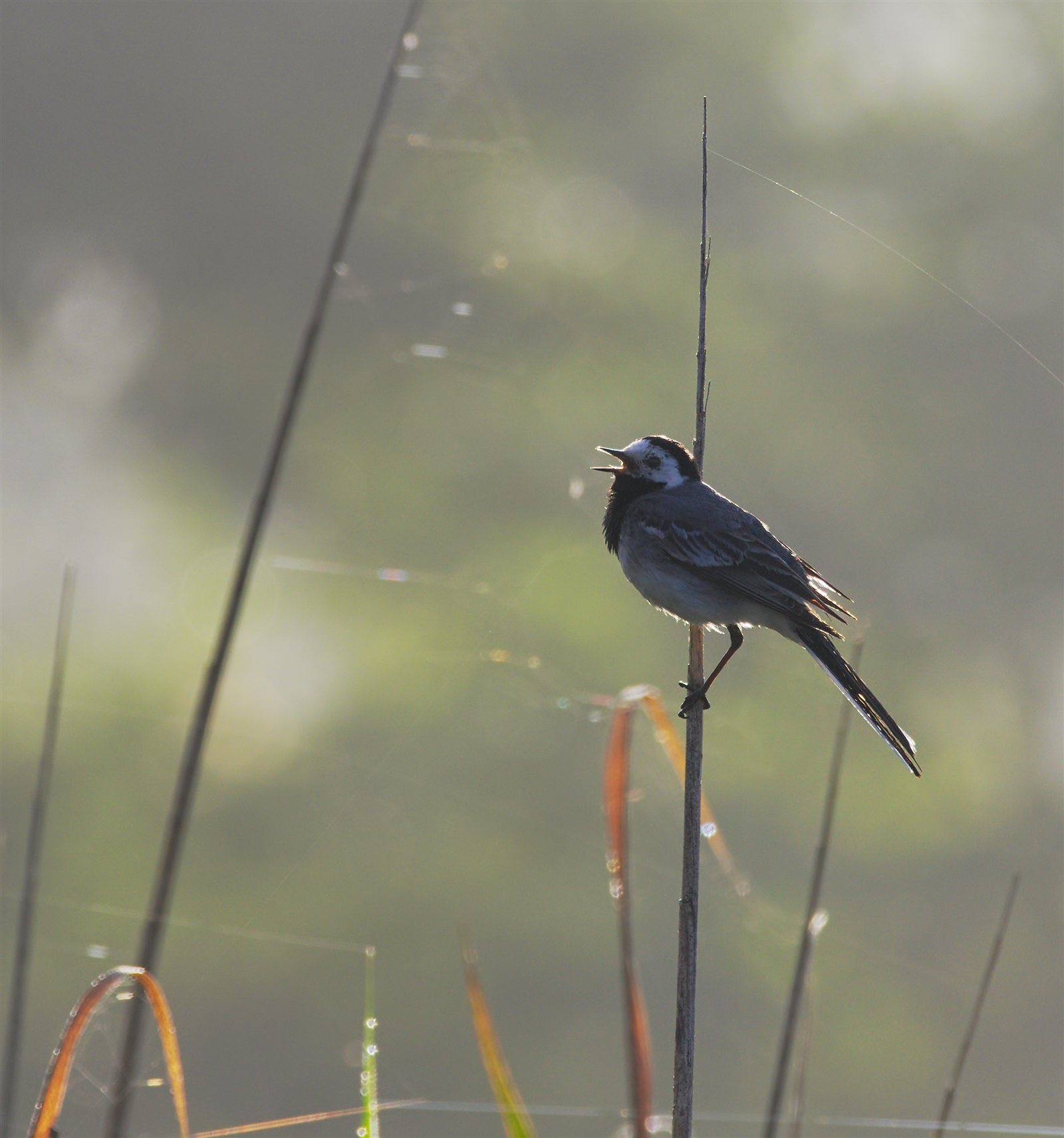 Trasochvost biely (Bachstelze) — dospelý jedinec v prirodzenom biotope pri vode, Westensee bei Felde Schleswig-Holstein Nemecko júl 2016, foto Andreas Eichler CC BY-SA 4.0