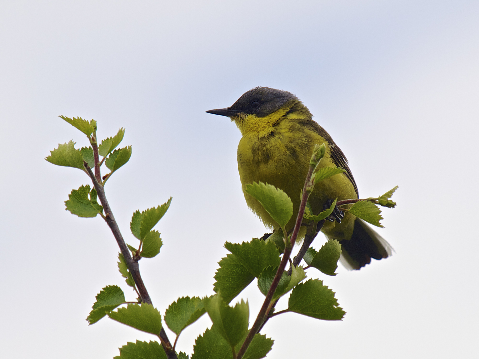 Trasochvost žltý — Motacilla flava feldegg „black-headed wagtail" Michahelles 1830, samec balkánskeho poddruhu s celou ČIERNOU HLAVOU bez bieleho obočia, kontrast s nominátnym M. f. flava