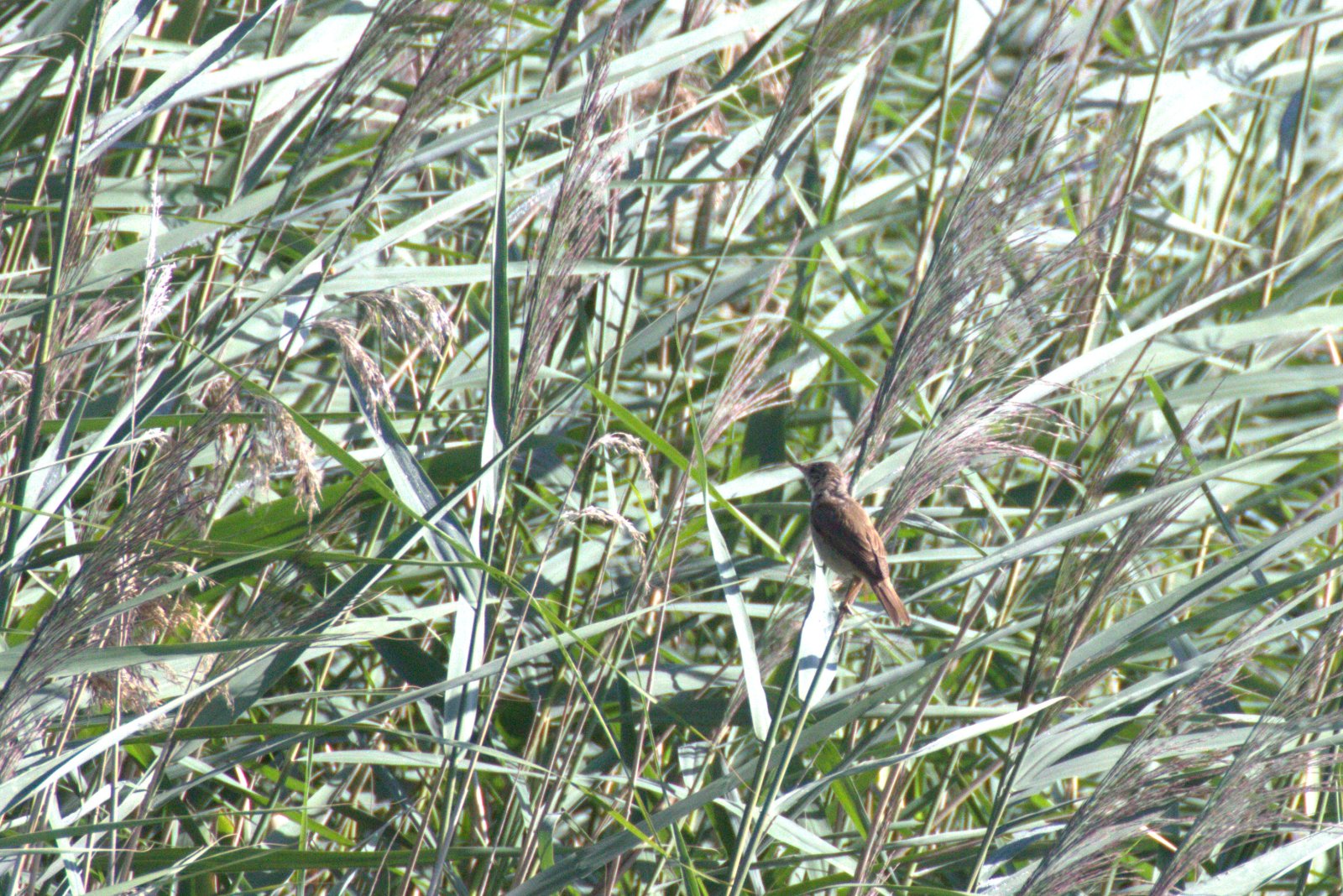 Trsteniarik bahenný — Acrocephalus scirpaceus scirpaceus, dospelý jedinec spievajúci na vrchole stonca rákosia obyčajného (Phragmites australis), hnedosivé jednofarebné sfarbenie, foto Európa