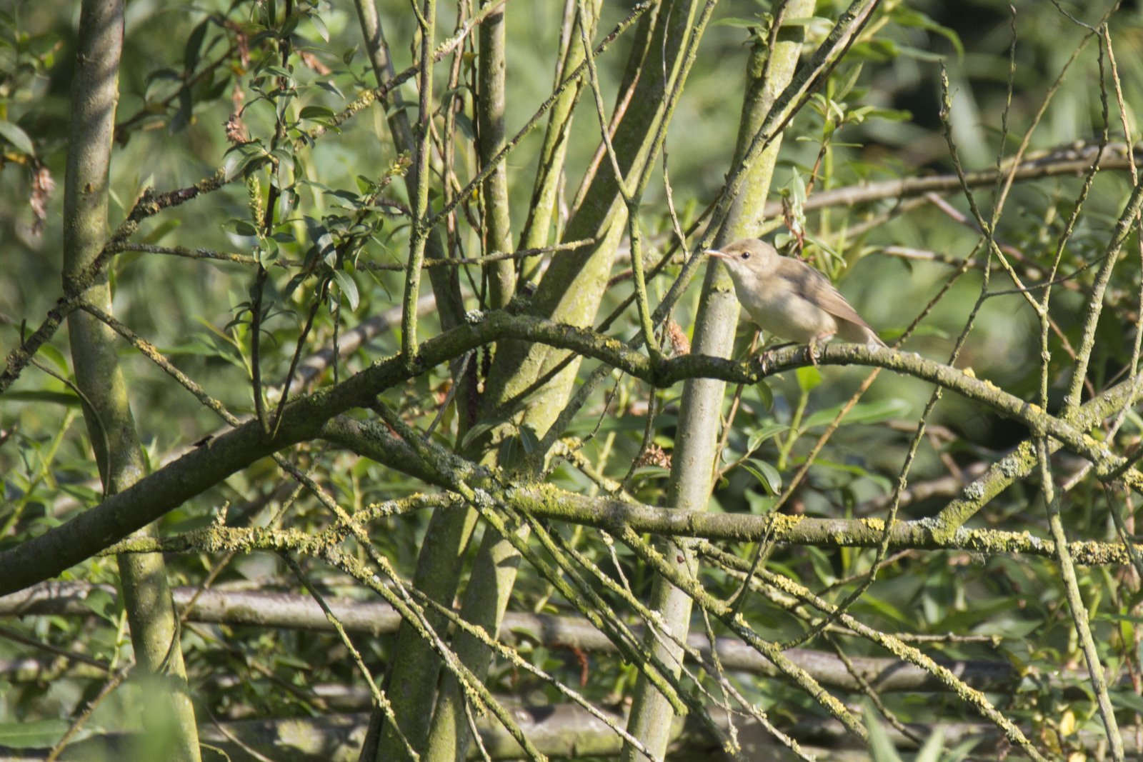 Trsteniarik bahenný (Common Reed Warbler) — pohľad zblízka na hlavu s diagnostickými znakmi (hnedosivé jednofarebné sfarbenie, nepatrný supercilium, štíhly rovný zobák, čierne oko)