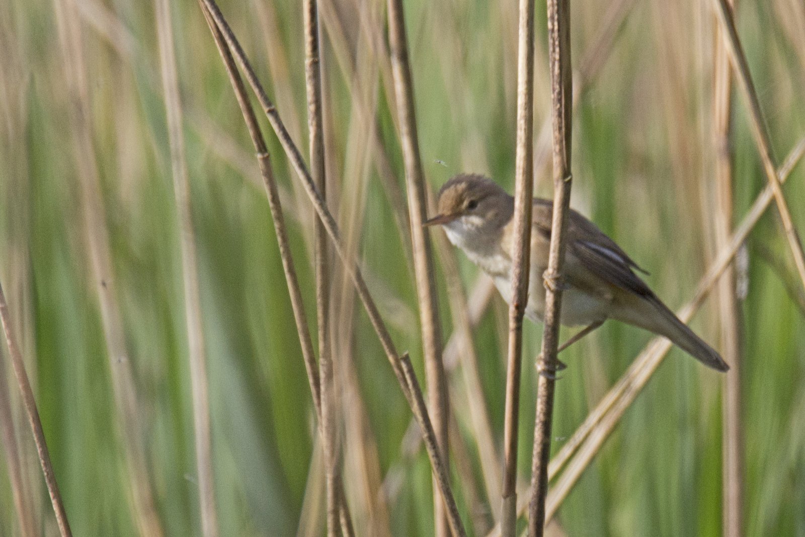 Trsteniarik bahenný — dospelý jedinec pri visiacej hlbokej miske hniezda upletenej medzi 3–5 stoncov rákosia (Phragmites australis) 30–150 cm nad vodou, diagnostický typ hniezda pre rod Acrocephalus