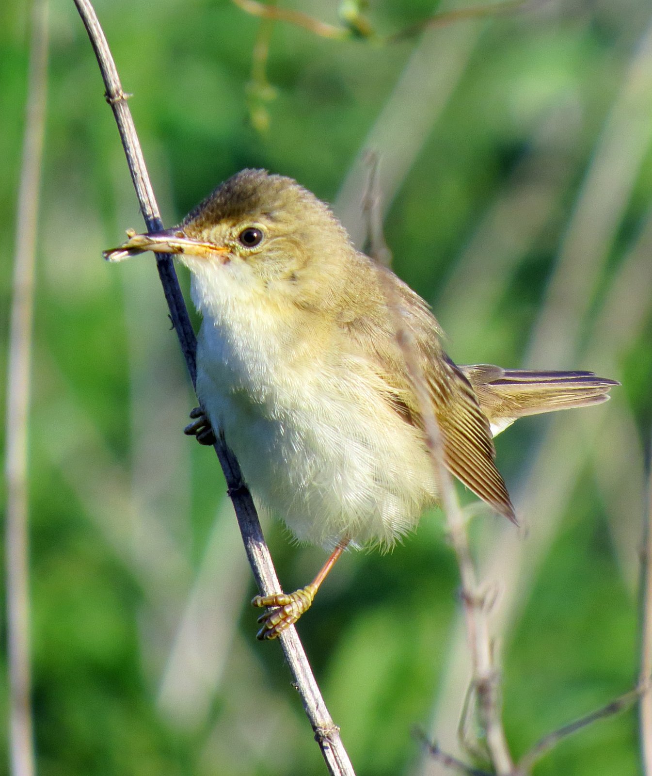 Trsteniarik obyčajný (Marsh Warbler) — dospelý jedinec pri hniezde zo suchej trávy upevnenom medzi vertikálnymi stonkami žihľavy 30–80 cm nad zemou (typická „basket handles" konštrukcia)