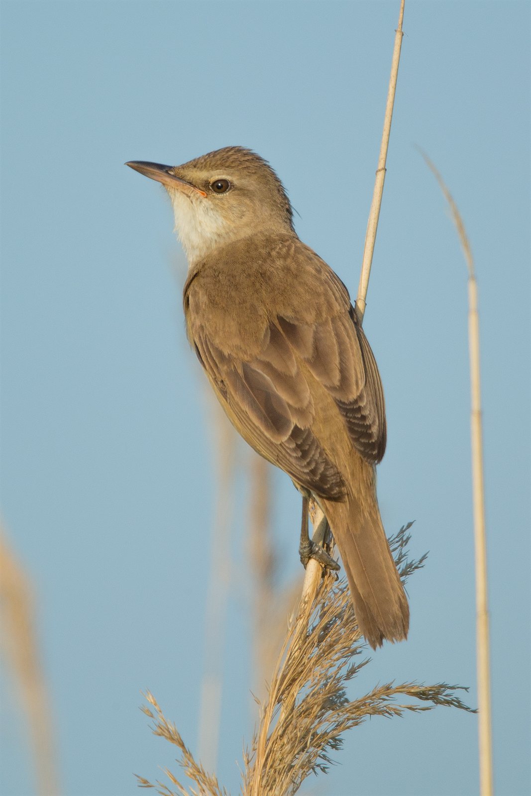 Trsteniarik veľký — Acrocephalus arundinaceus arundinaceus, najväčší európsky trsteniarik na vrchole rákosových steblá v plnom speve, drsné karra-karra-kreet-kreet 75–90 dB počuteľné 200–500 m ponad rákosie