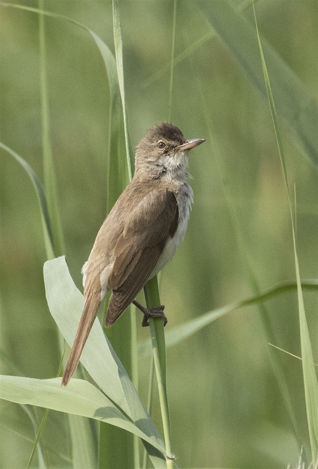 Trsteniarik veľký — dospelý jedinec v rákosovom poraste Phragmites australis, robustná stavba, krátky pevný zobák, výrazné svetlé obrvie nad okom, klasický biotop SR (Senianske rybníky, Parížske mokrade)
