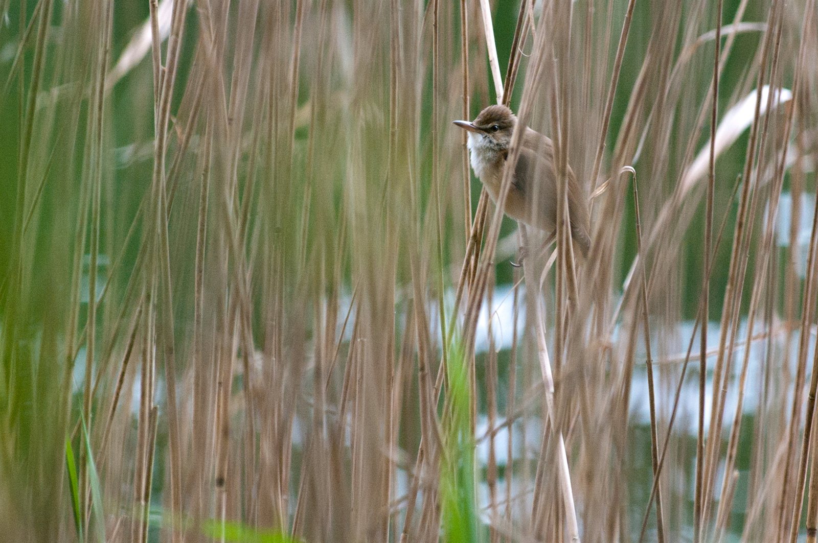 Trsteniarik veľký (Great Reed Warbler) — dospelý jedinec v typickej spevávateľskej pozícii na vrchole stebla rákosia, telo vzpriamené, hrdlo nafúknuté pri speve