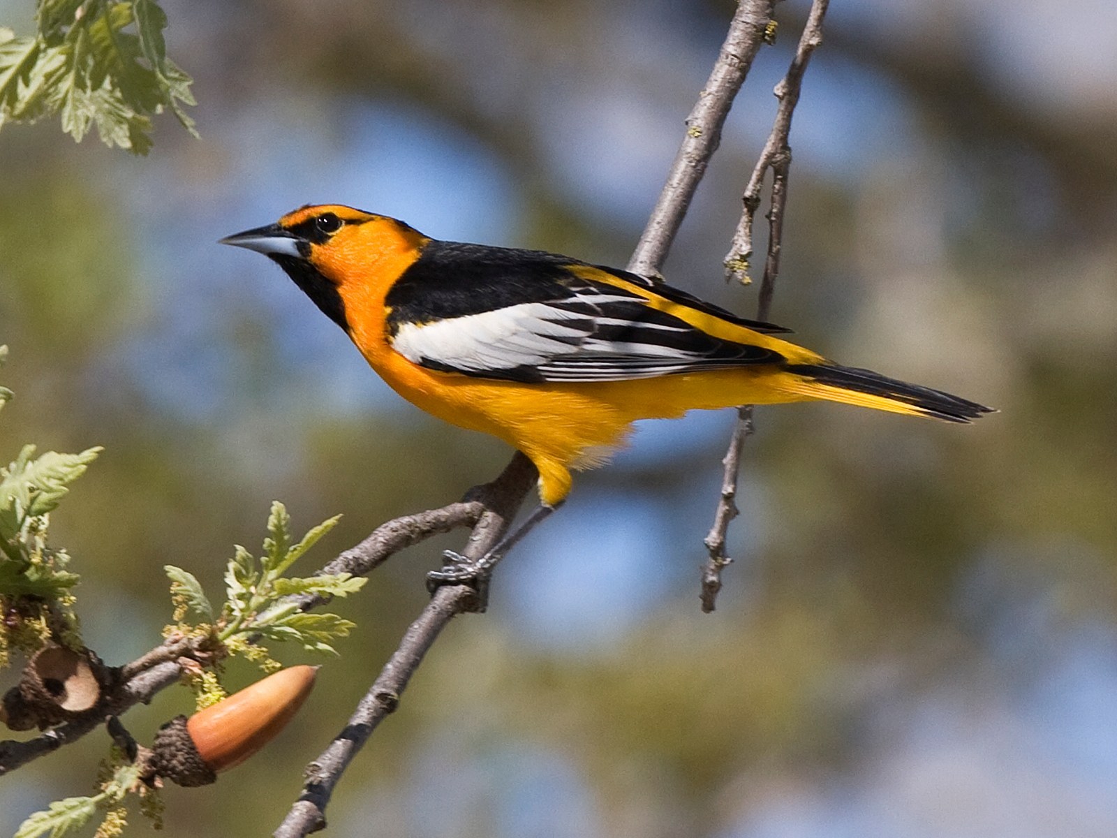 Trupiál bielokrídly (Icterus bullockii)