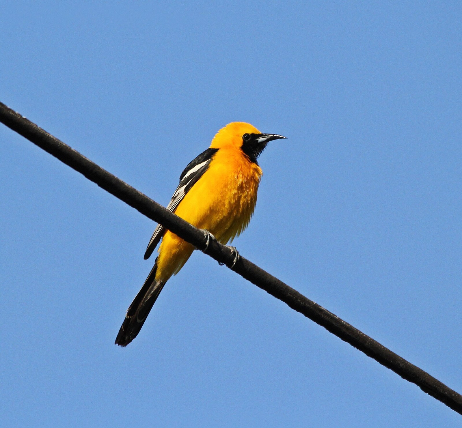 Trupiál maskový (Icterus cucullatus)