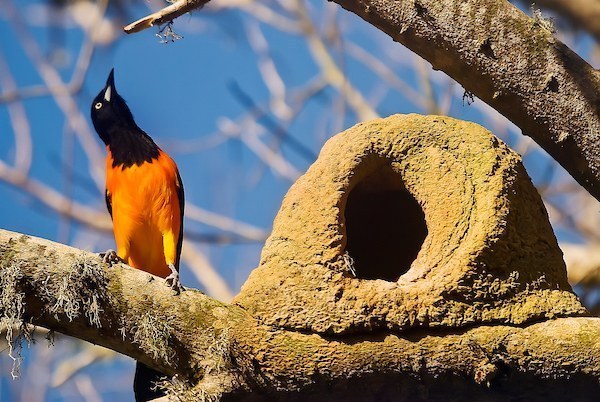 Trupiál pomarančový (Icterus jamacaii)