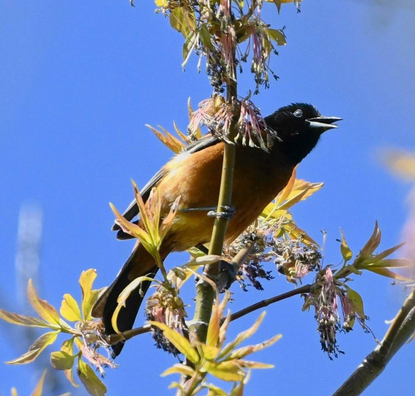 Trupiál sadový (Icterus spurius)