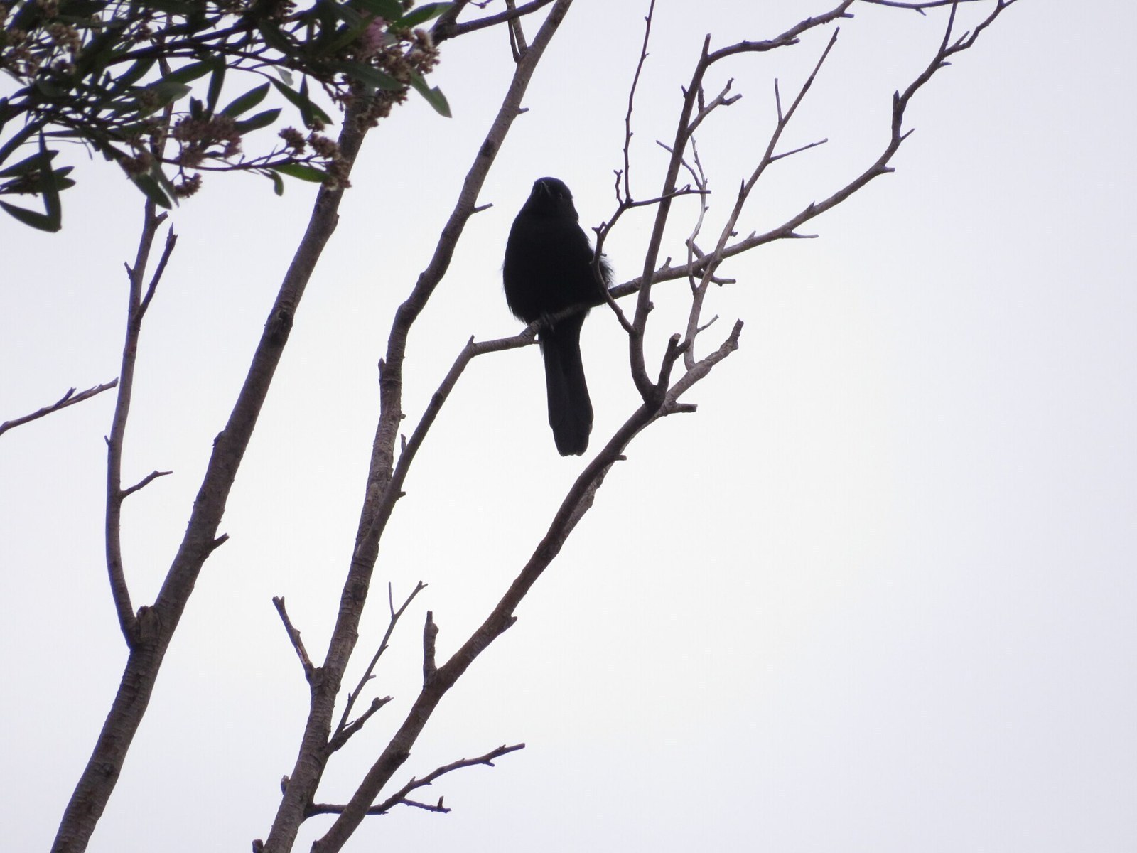 Trupiál tmavý (Icterus pyrrhopterus)