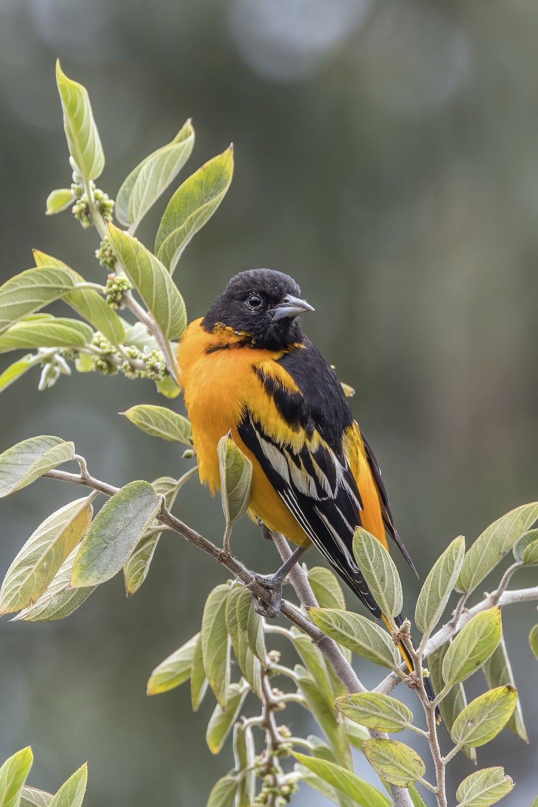 Trupiál vlhovitý (Icterus galbula)
