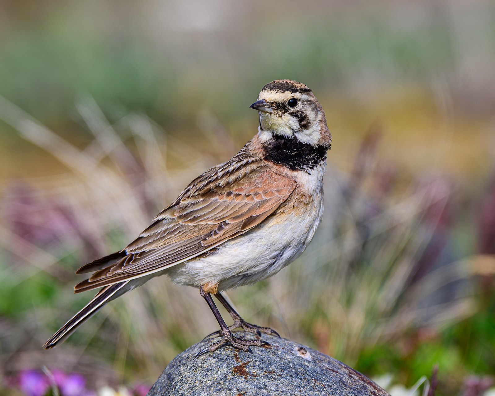 Uškárik vrchovský (Eremophila alpestris)