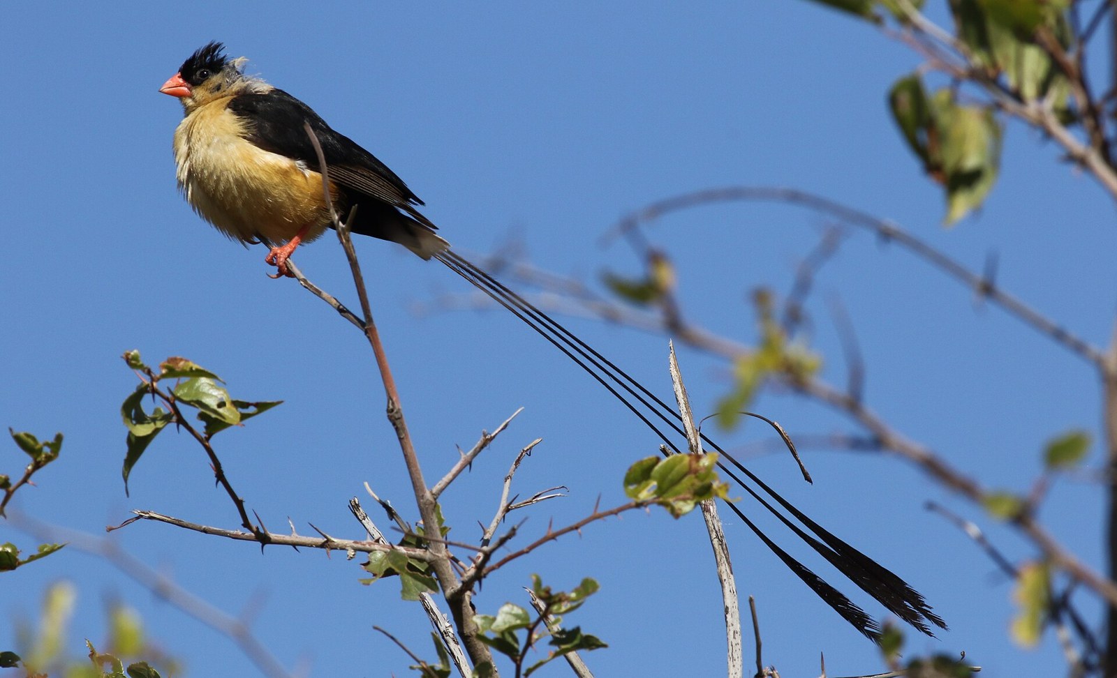Vdovka kráľovská (Vidua regia)