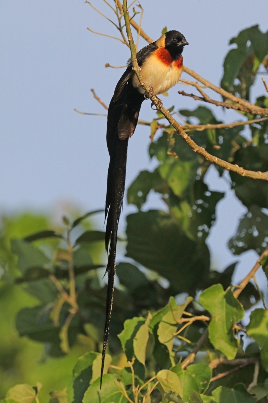 Vdovka rajská (Vidua paradisaea)