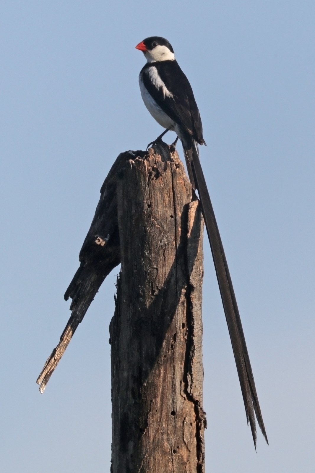 Vdovka strakatá (Vidua macroura)