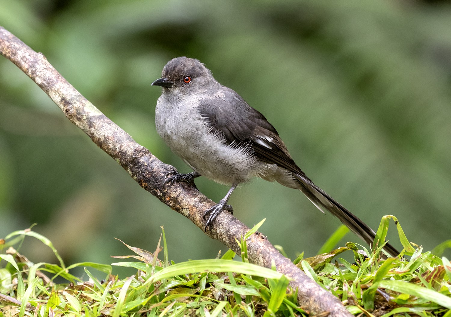 Vestár dlhochvostý (Heterophasia picaoides)