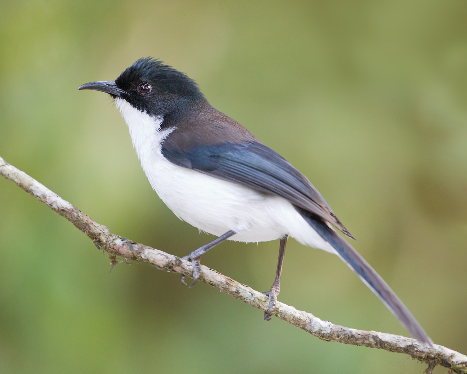 Vestár strakatý (Heterophasia melanoleuca)