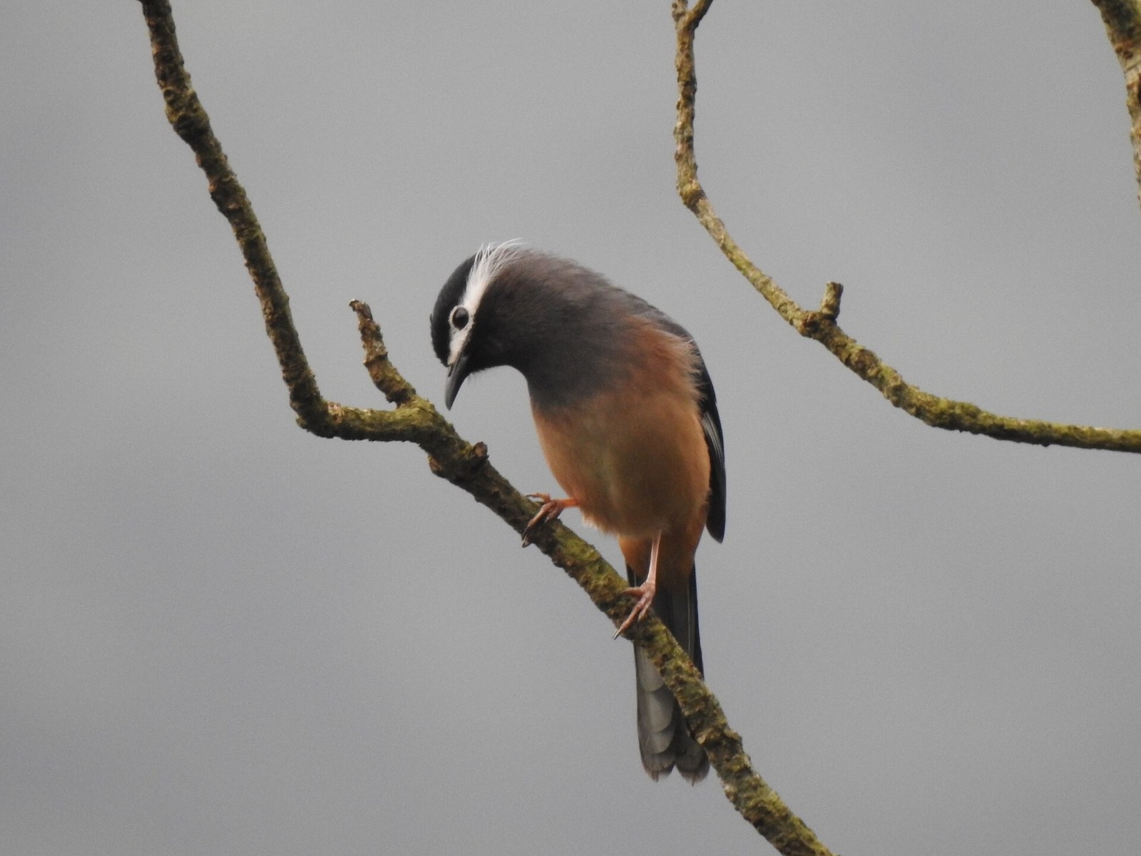 Vestár ušatý (Heterophasia auricularis)
