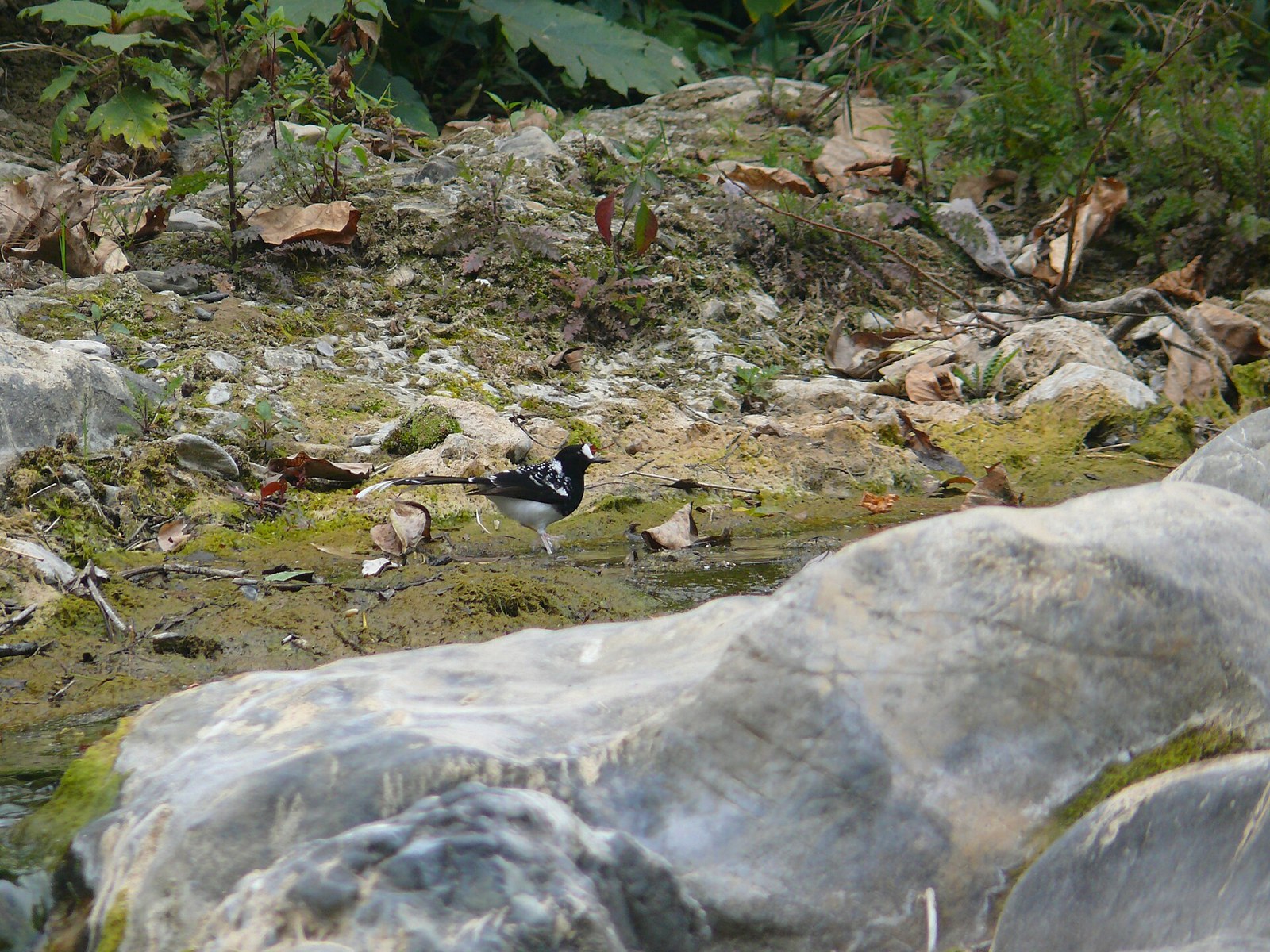 Vidličiarka bodkovaná (Enicurus maculatus)