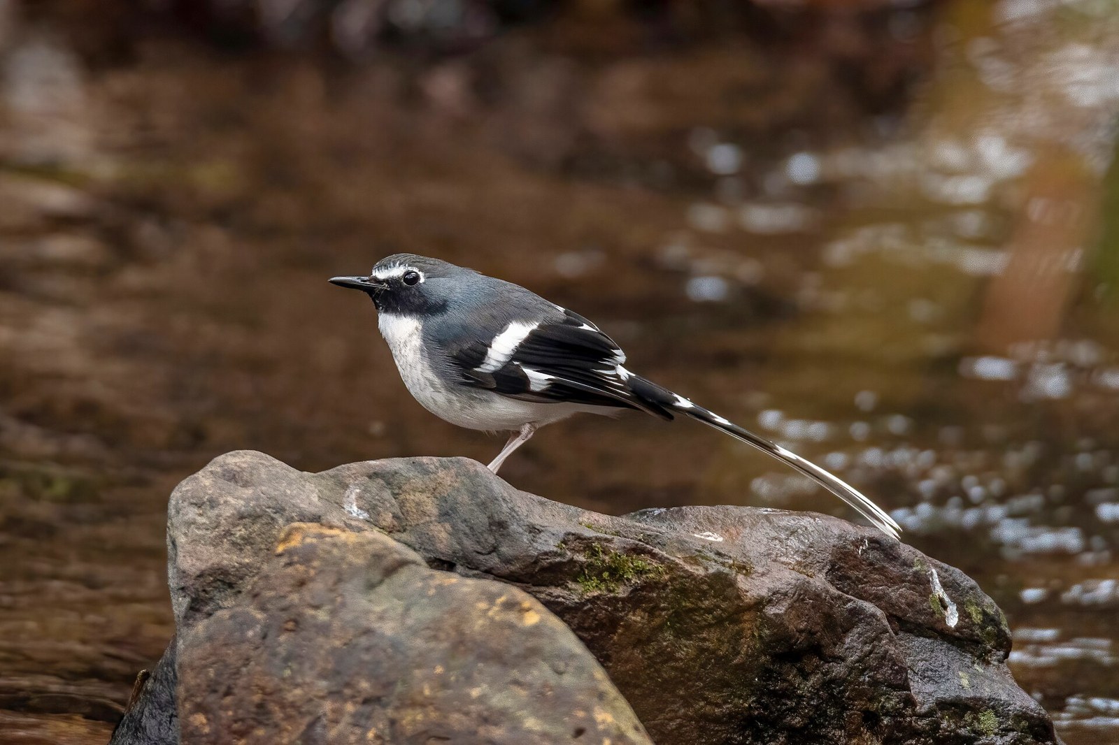 Vidličiarka bridlicová (Enicurus schistaceus)