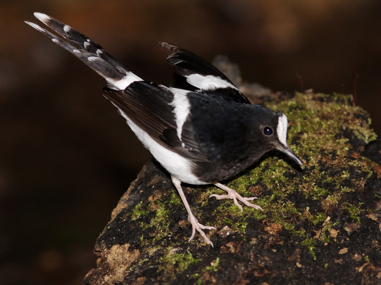 Vidličiarka korunkatá (Enicurus leschenaulti)