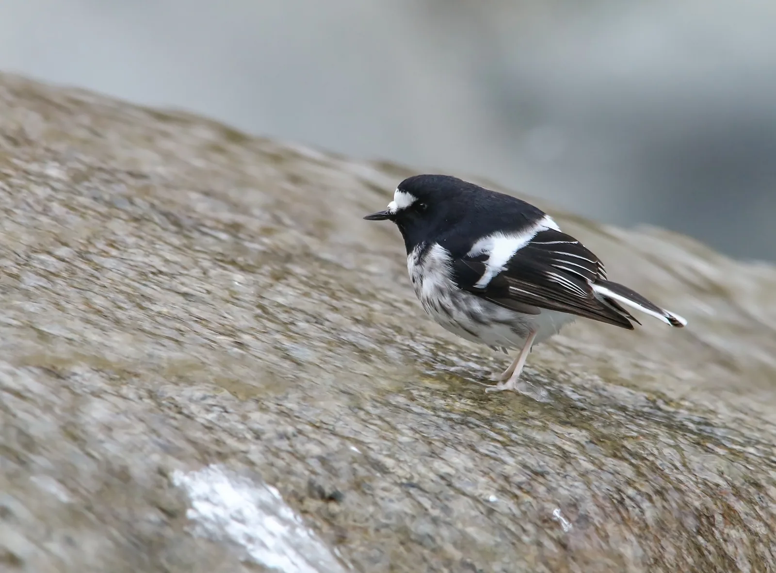 vidličiarka malá (Enicurus scouleri)