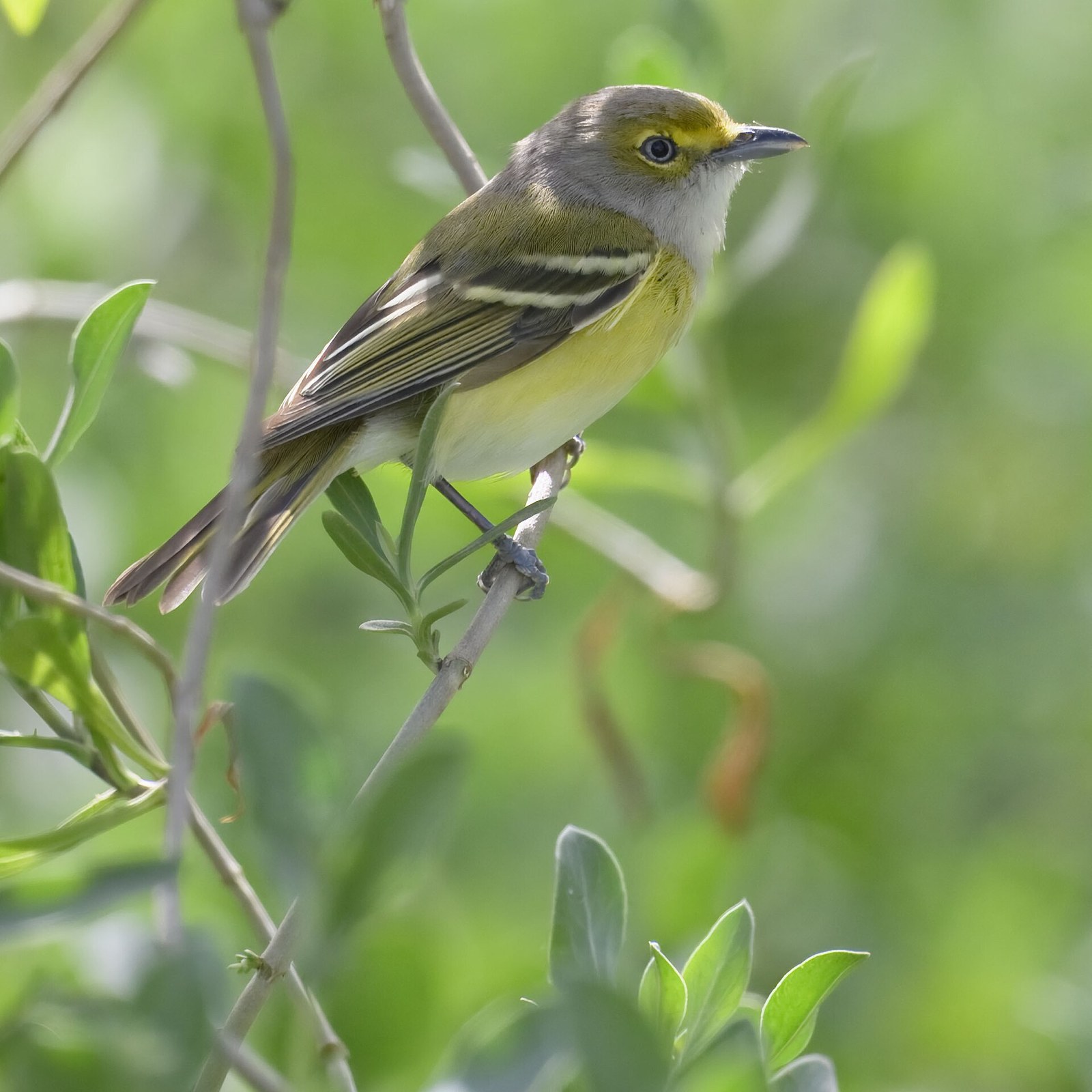 Vireo bielooký (Vireo griseus)