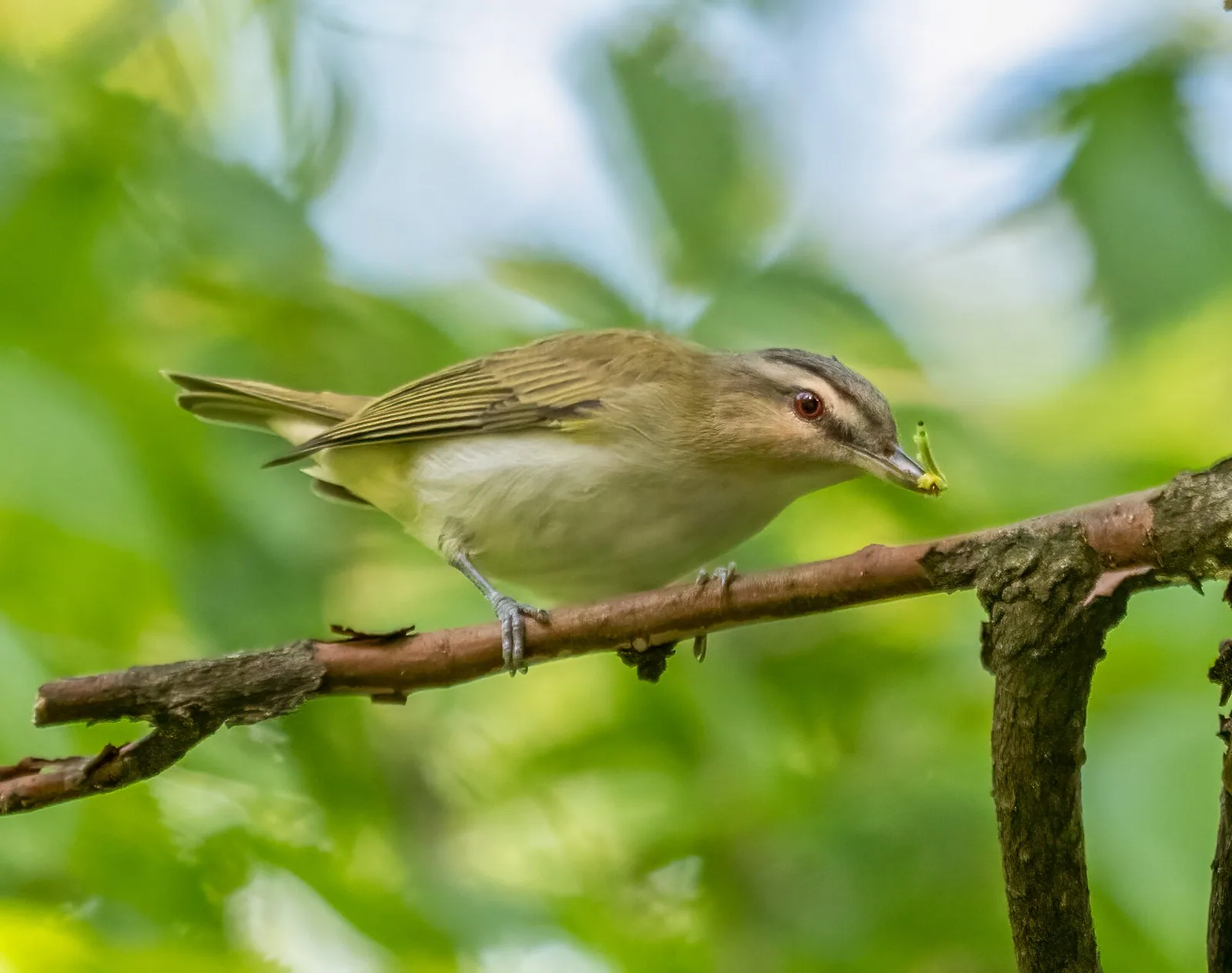 Vireo červenooký (Vireo olivaceus)