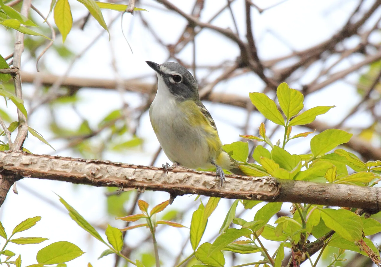 Vireo sivohlavý (Vireo solitarius)