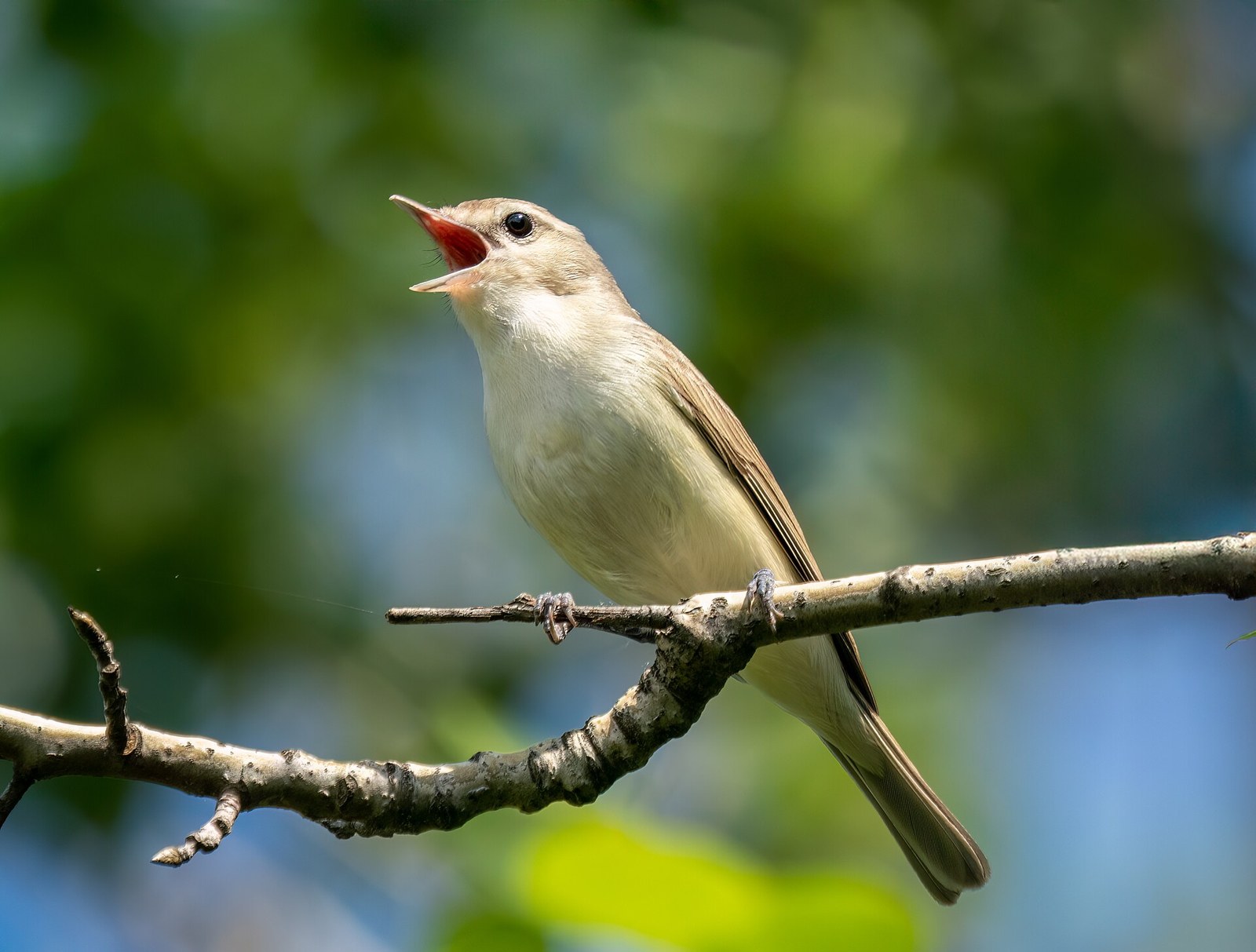 Vireo spevavý (Vireo gilvus)
