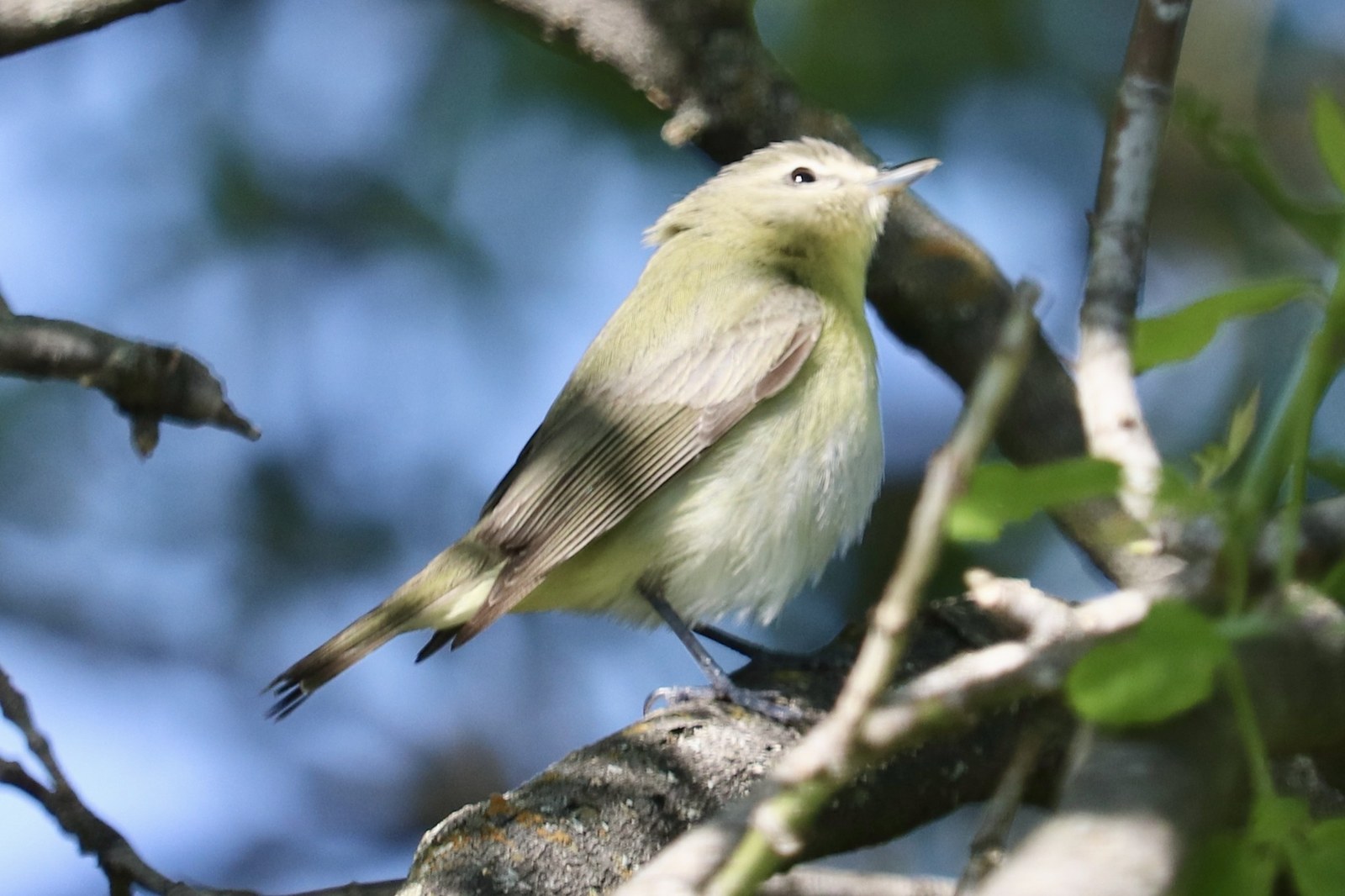 Vireo sťahovavý (Vireo philadelphicus)
