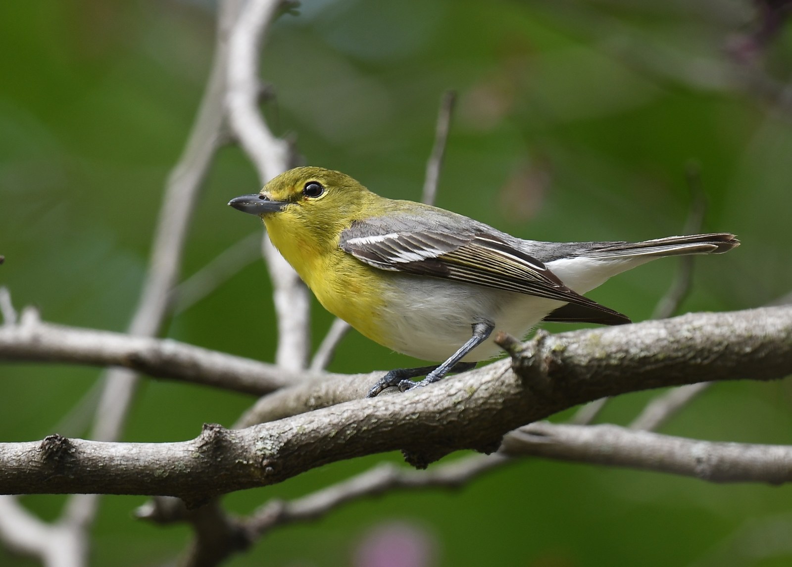 Vireo žltohrdlý (Vireo flavifrons)