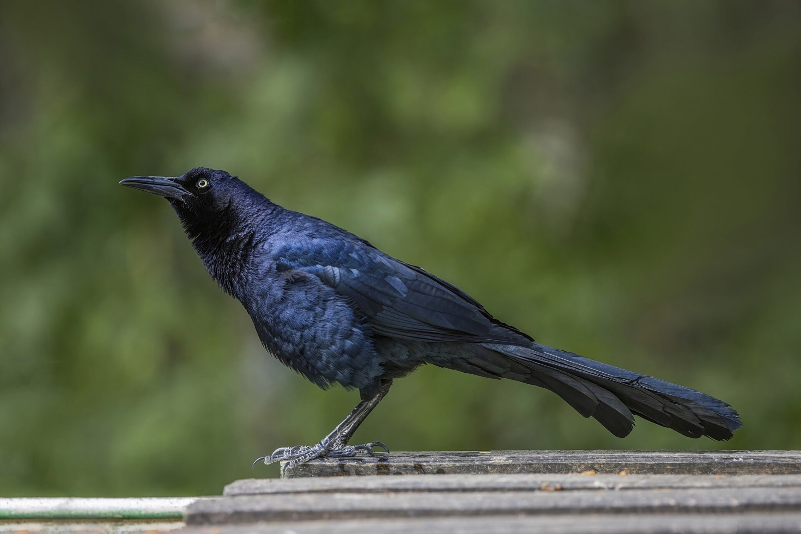 Vlhovec člnkochvostý (Quiscalus mexicanus)