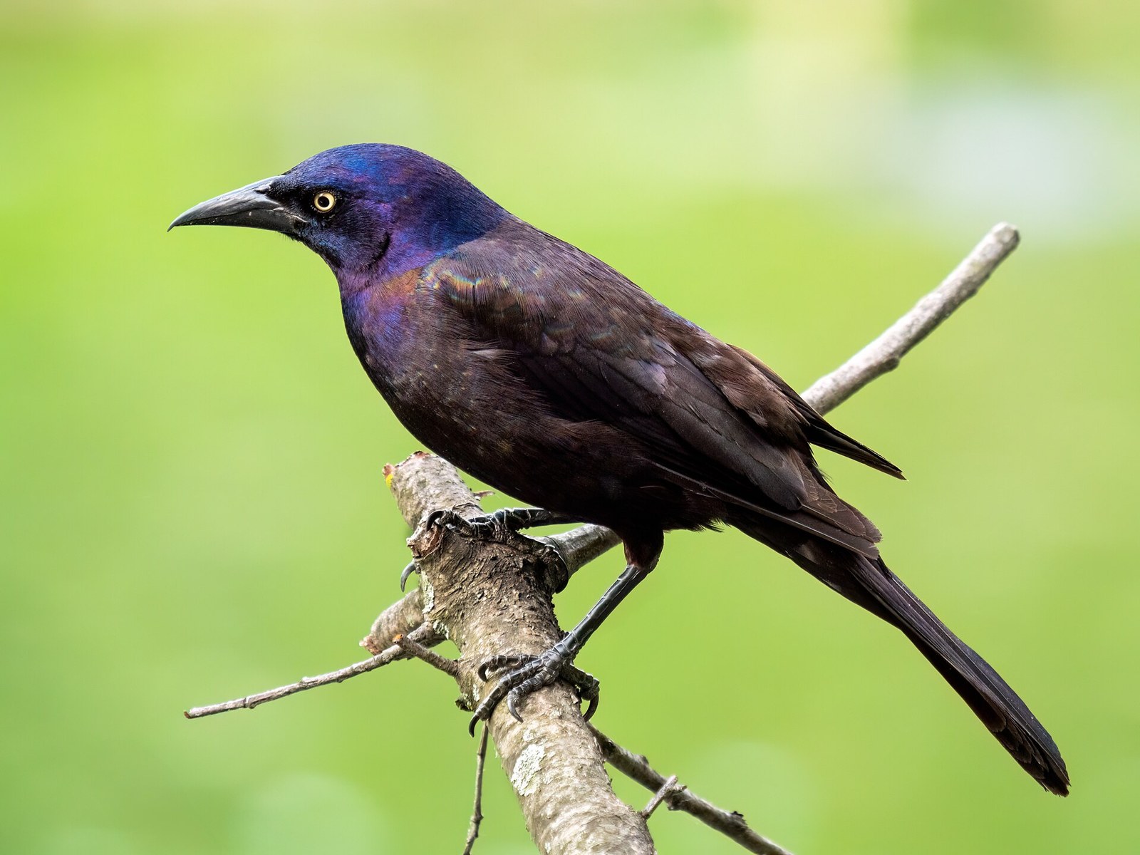 Vlhovec lesklý (Quiscalus quiscula)