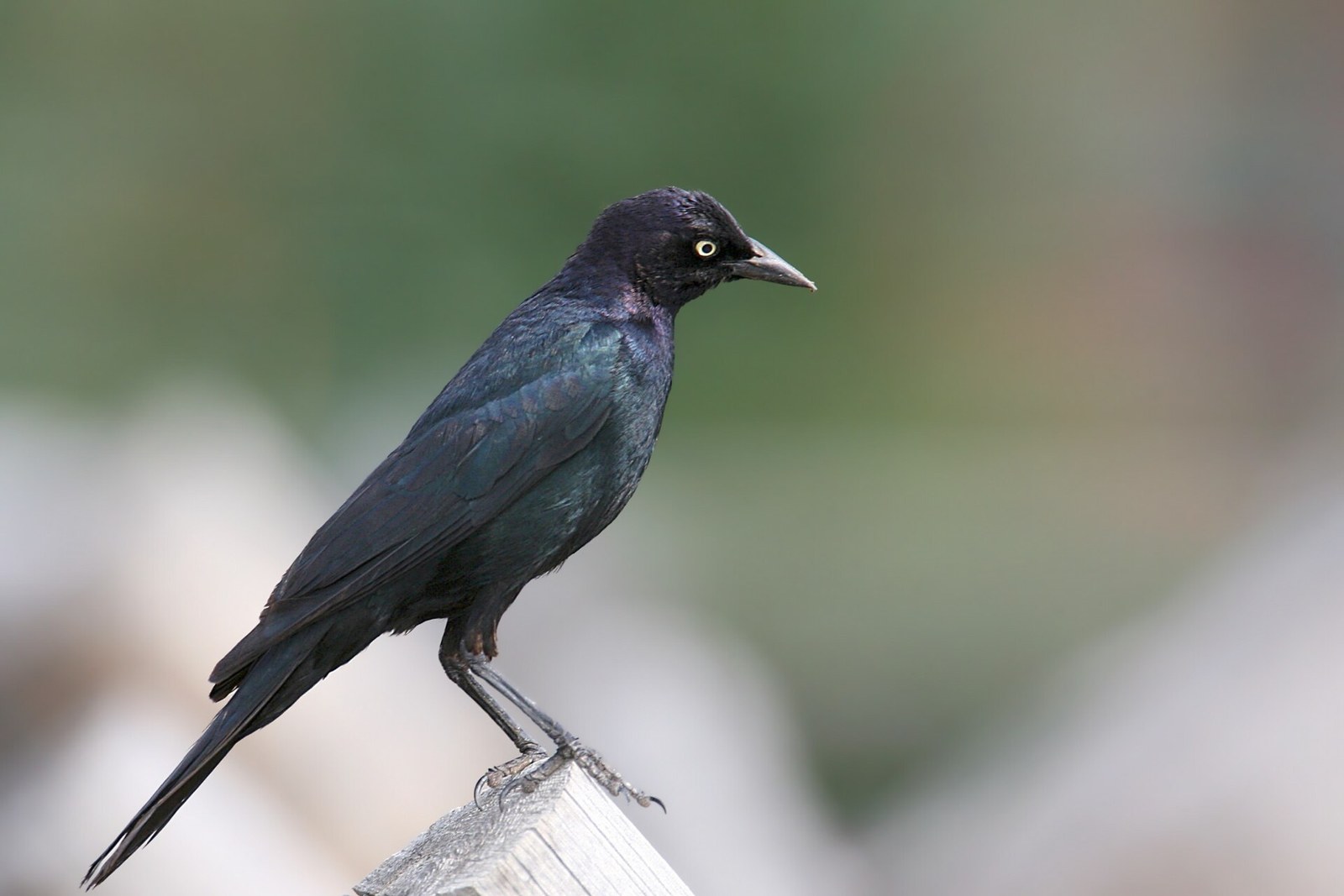 Vlhovec purpurový (Euphagus cyanocephalus)