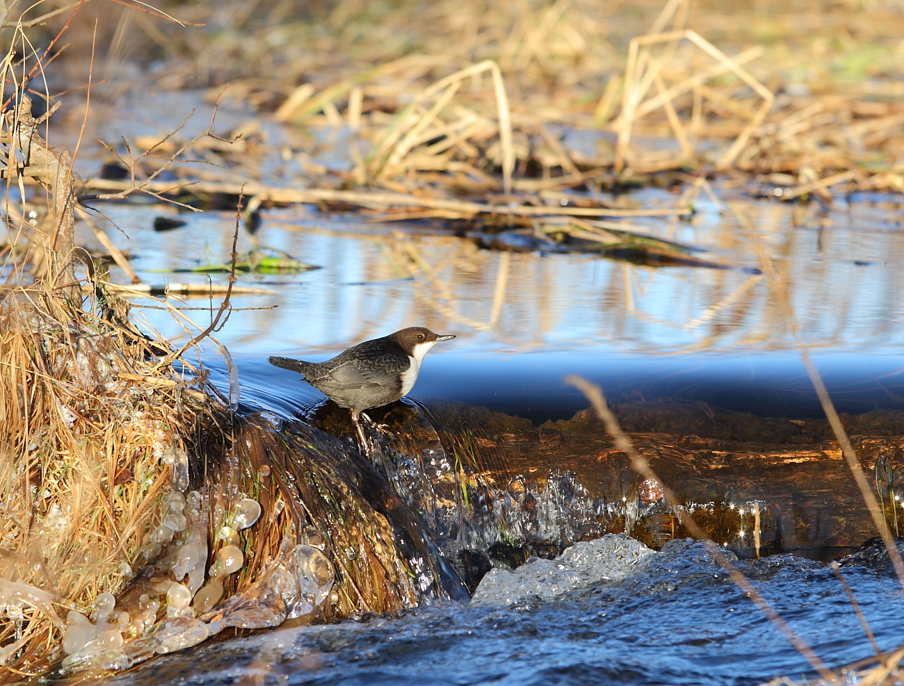 Vodnár potočný — Cinclus cinclus cinclus, dospelý jedinec na kameni v rieke s charakteristickou bielou náprsenkou a tmavým spodkom, Lista Nórsko, foto CC BY-SA Wikimedia Commons