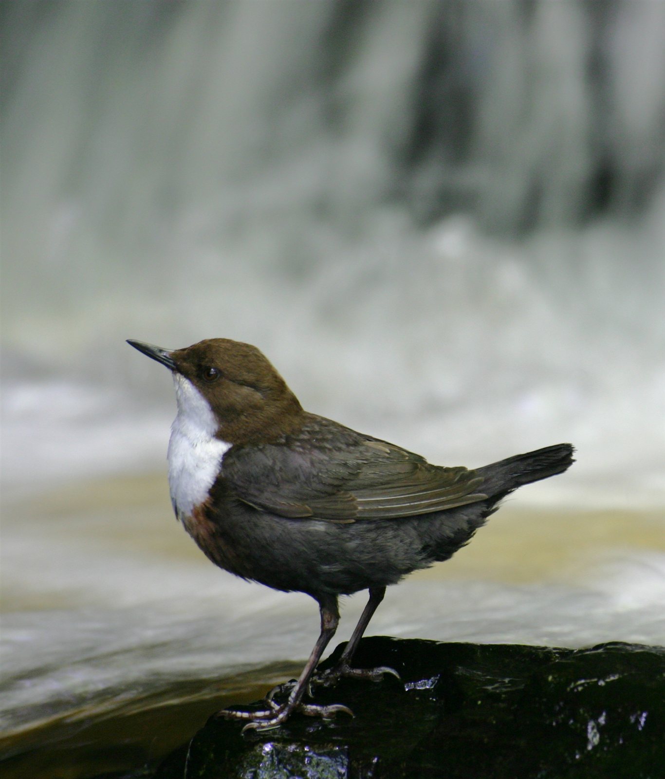 Vodnár potočný — Cinclus cinclus, dospelý jedinec ukazujúci diagnostickú bielu náprsenku a pologuľovitú postavu typickú pre rod, foto Wikimedia Commons