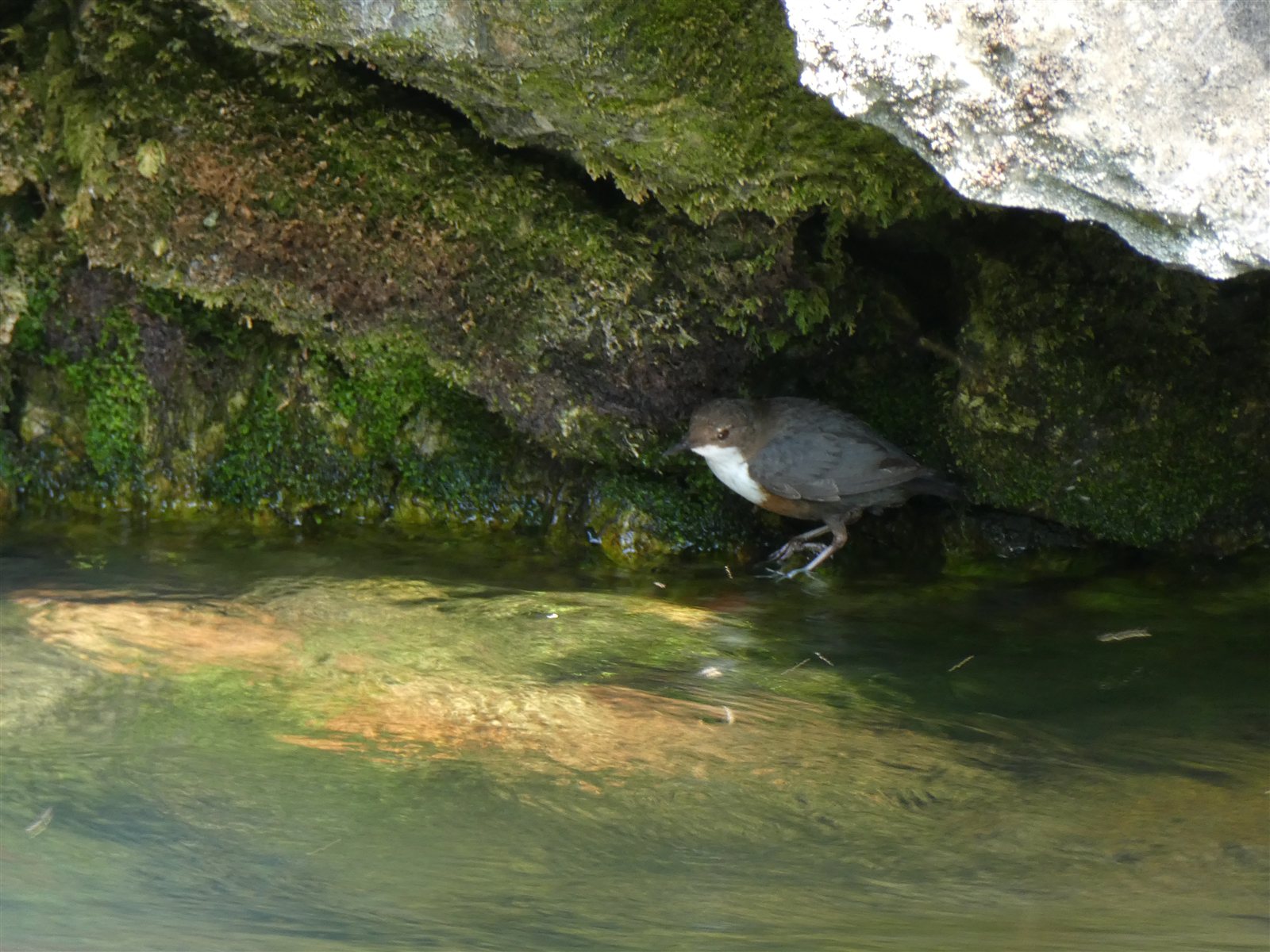 Vodnár potočný — Cinclus cinclus aquaticus (stredoeurópsky poddruh) s gaštanovo-hnedým pásom pod bielou náprsenkou, Oliero Taliansko, foto Wikimedia Commons