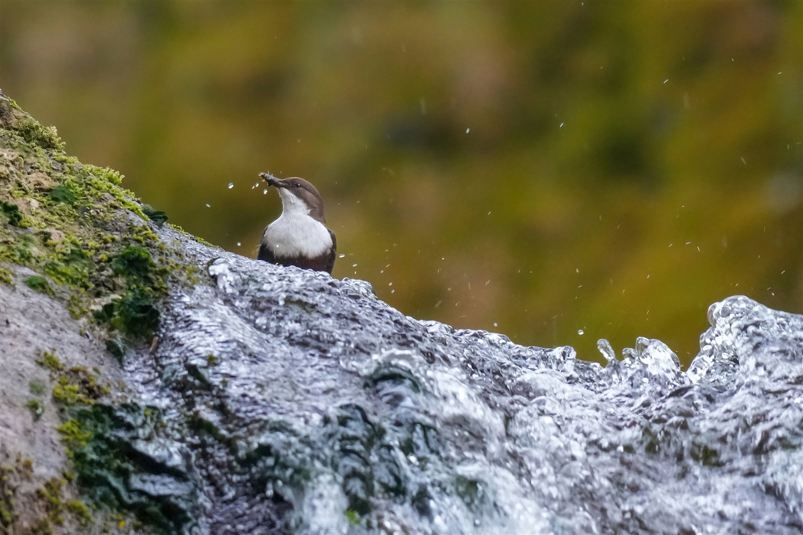 Vodnár potočný — White-throated Dipper lov pod vodopádom v Parc naturel régional Jura vaudois (jediný európsky spevavec schopný potápania), foto Giles Laurent CC BY-SA Wikimedia Commons