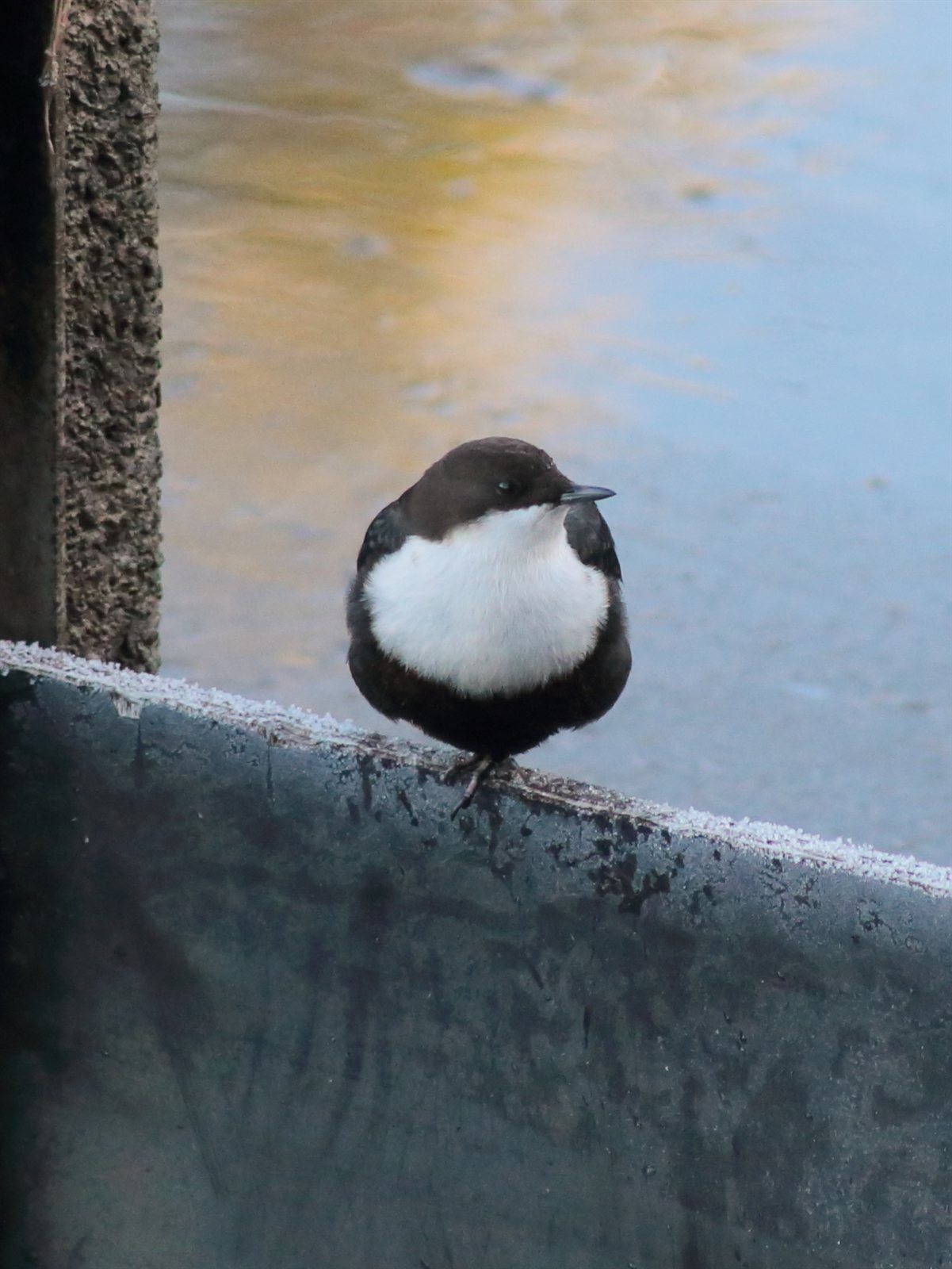 Vodnár potočný — dospelý jedinec v Oulu Fínsku v zimnom biotope (rezident pri nezamŕzajúcich tokoch), foto Wikimedia Commons