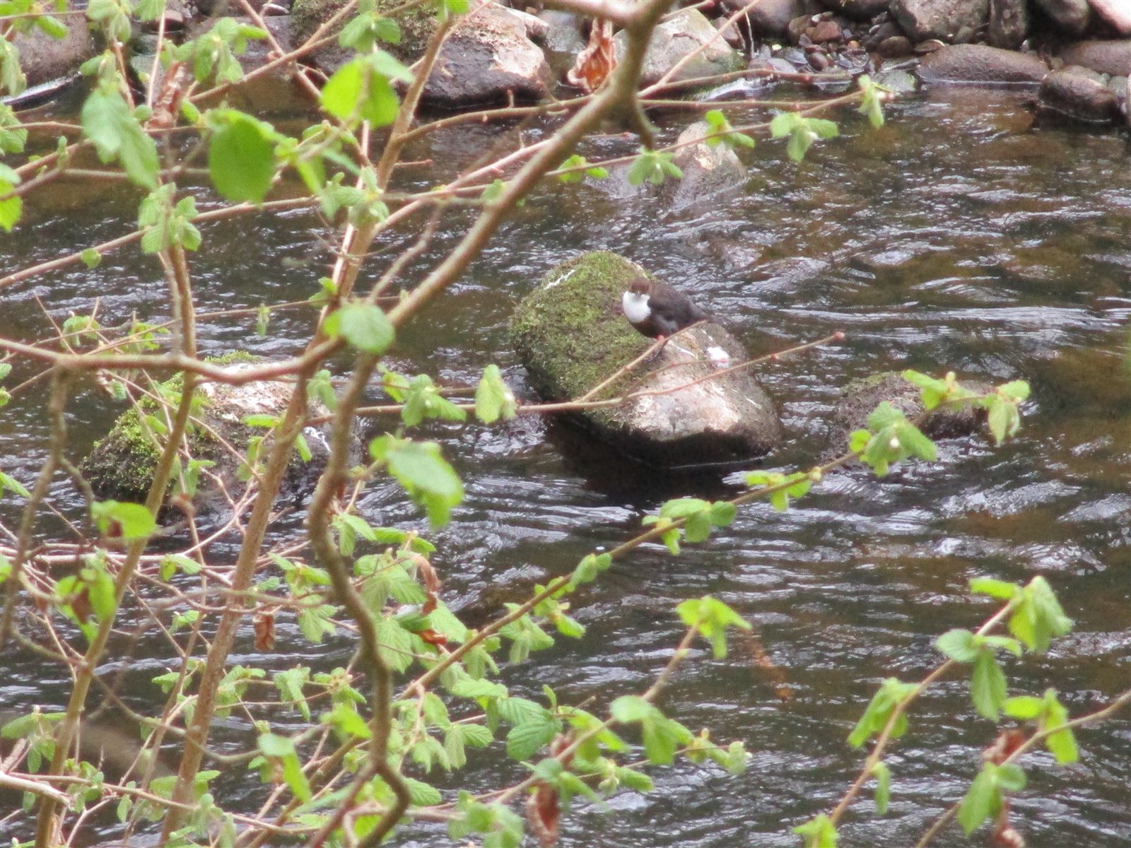 Vodnár potočný — Cinclus cinclus na kameni v rieke Murk Esk, Spojené kráľovstvo (charakteristická poloha pri love bentosu), foto Geograph.org.uk CC BY-SA Wikimedia Commons