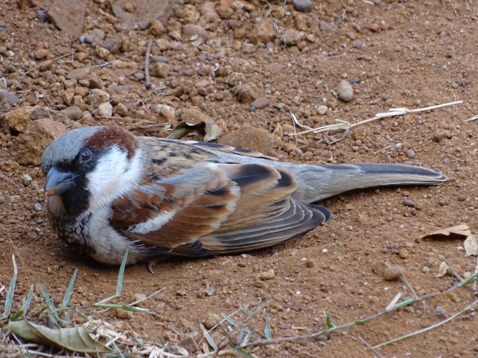 Samec vrabca domáceho v plnom prúde kúpania v prachu (dust bathing) — čupí v jemnej suchej zemi, krídla má roztiahnuté a pierka načuchrané, prach mu odlieta okolo tela; toto charakteristické správanie pomáha vrabcom zbavovať sa vonkajších parazitov, prebytočného mazu z peria a udržiavať operenie v dobrom stave, je to nezastupiteľná súčasť ich denného hygienického rituálu.