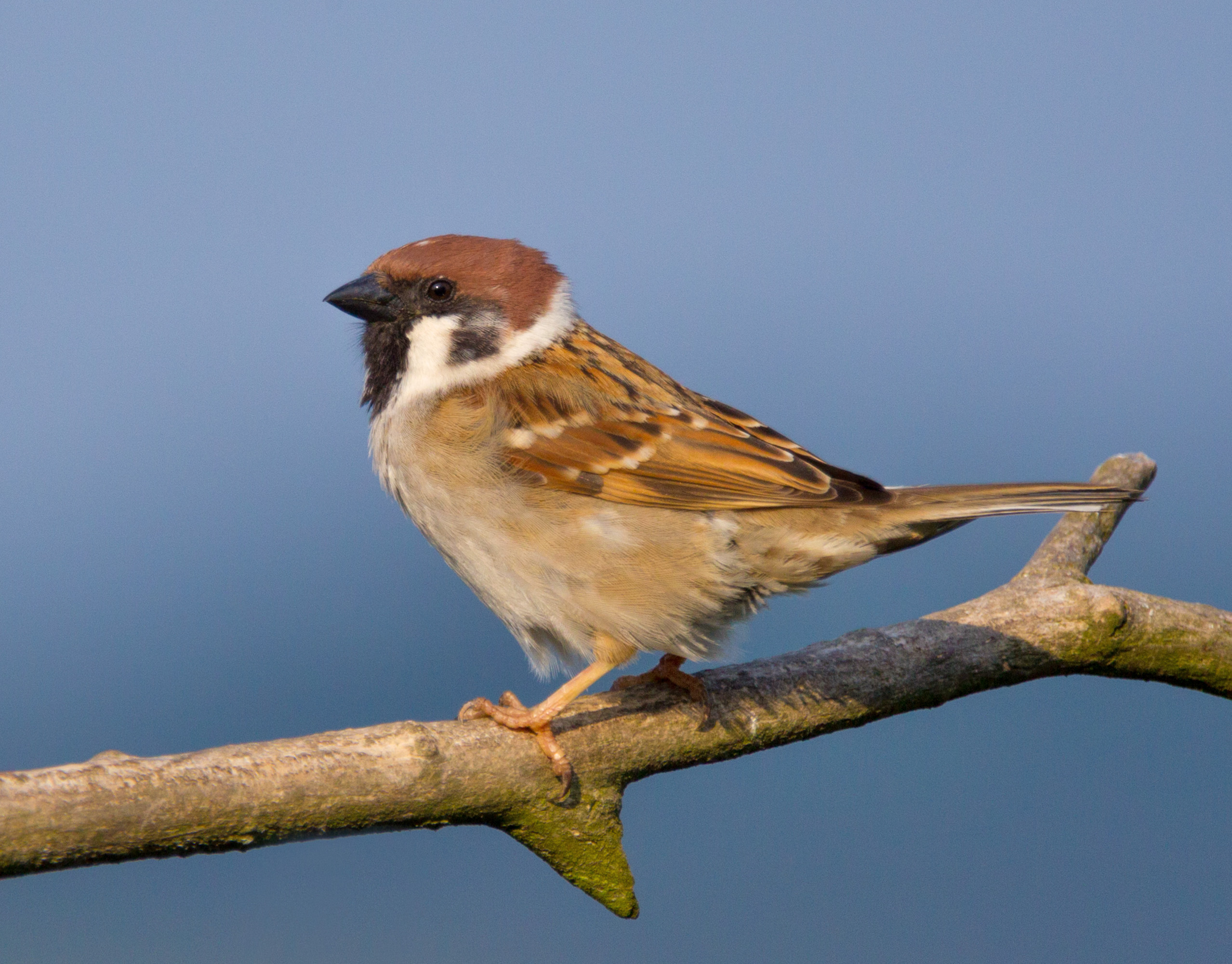 Vrabec poľný — Passer montanus, dospelý jedinec s diagnostickou čiernou škvrnou na bielom líci a plne gaštanovou hlavou, Niederwalgern Nemecko máj 2013, foto Andreas Trepte CC BY-SA 2.5 Wikimedia Commons