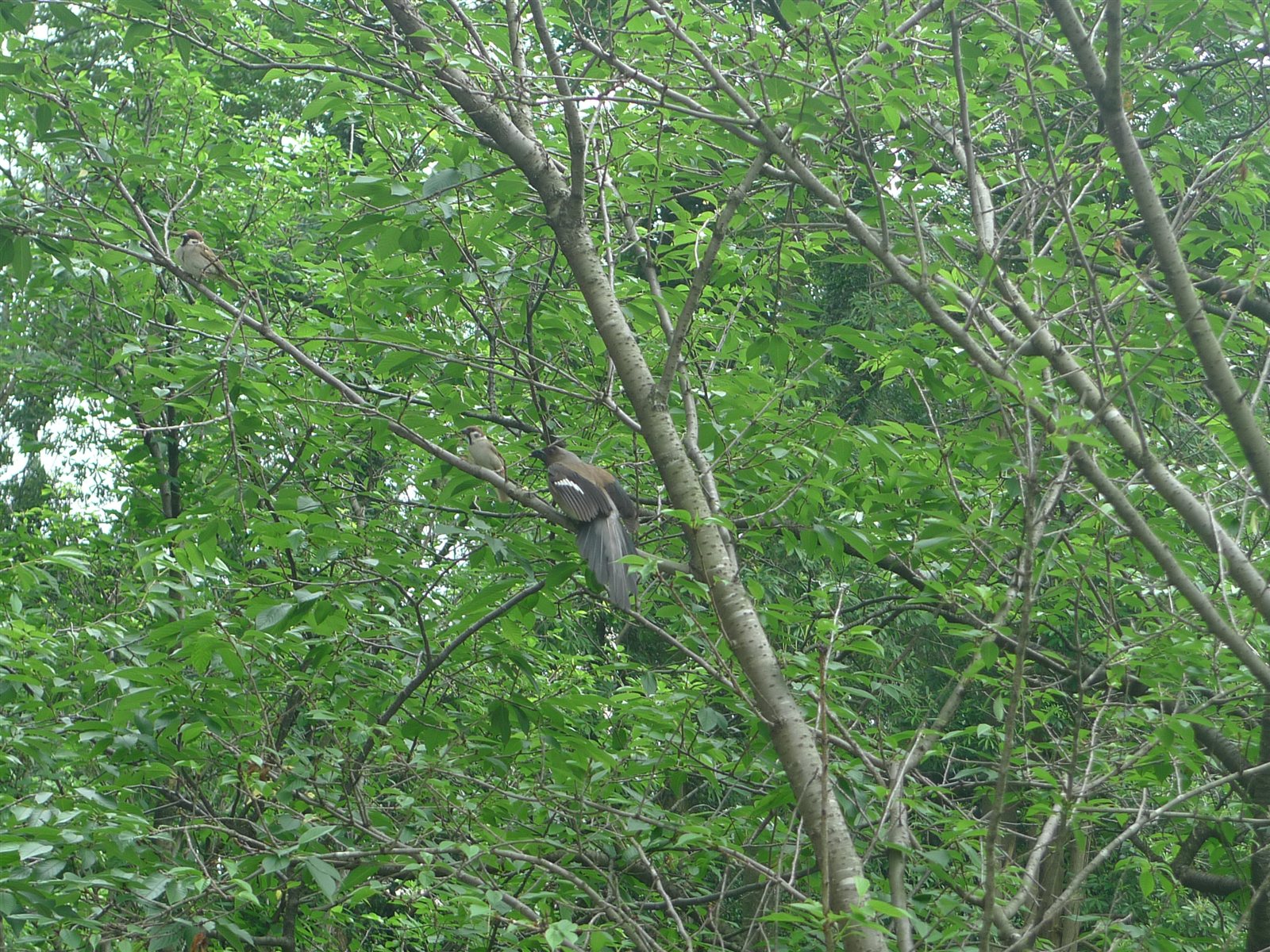 Vrabec poľný — dva jedince spolu so sojkou sivou (Dendrocitta formosae) v urbánnom biotope (vidieť P. montanus v centrách miest Východnej Ázie kde P. domesticus chýba), Tchaj-pej Tchaj-wan máj 2016, foto Gulumeemee CC BY-SA 4.0